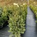 Smrek obyčajný (Picea abies) - výška 120-140 cm, kont. C20L